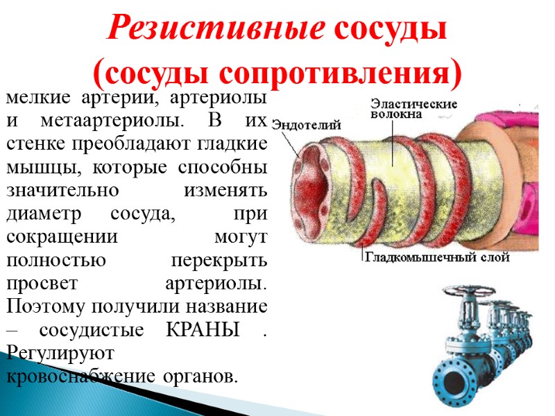 Резистивные сосуды (сосуды сопротивления) мелкие артерии, артериолы и метаартериолы. В их стенке преобладают гладкие